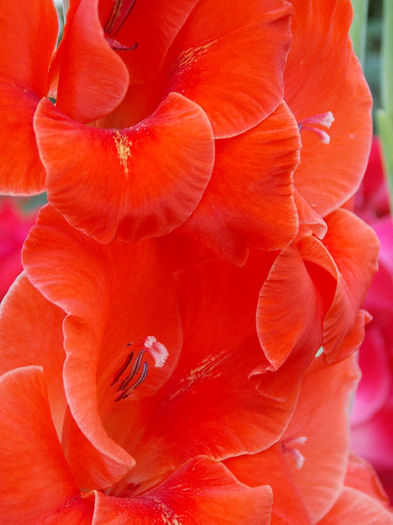 DSCN4342 - GLADIOLE 2013