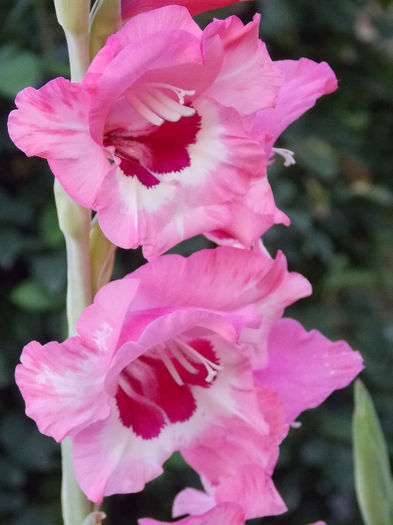 DSCN4349 - GLADIOLE 2013