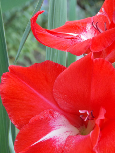 DSCN4355 - GLADIOLE 2013