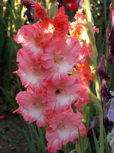 DSCN4508 - GLADIOLE 2013