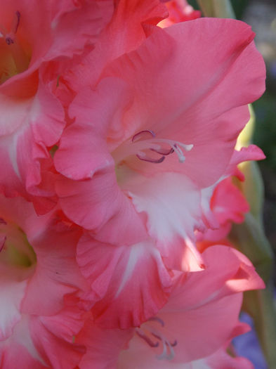 DSCN4511 - GLADIOLE 2013