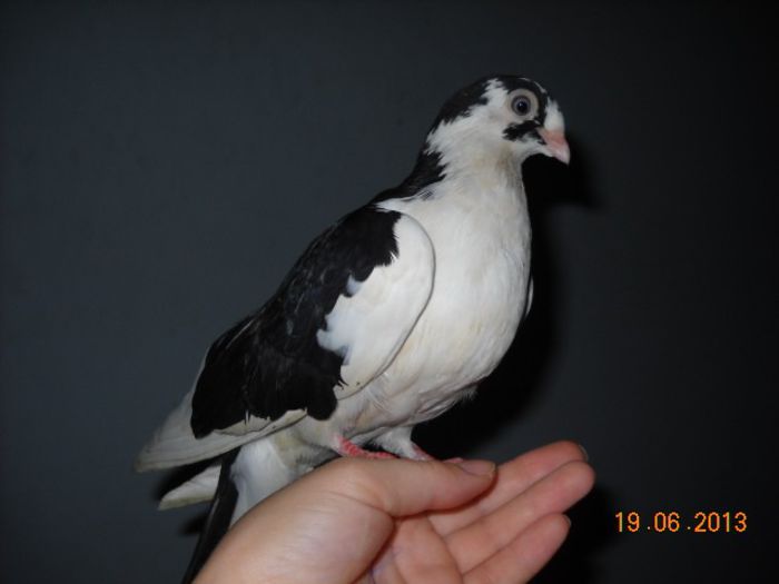 porumbelul; caut stapan bun pentru porumbelul meu
