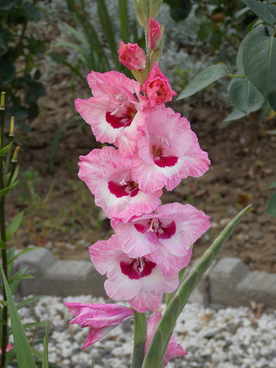 DSCN3774 - GLADIOLE 2013