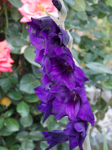 DSCN3776 - GLADIOLE 2013