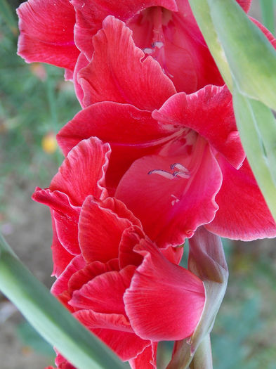 DSCN3777 - GLADIOLE 2013