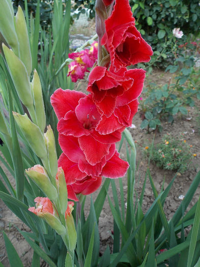 DSCN3778 - GLADIOLE 2013