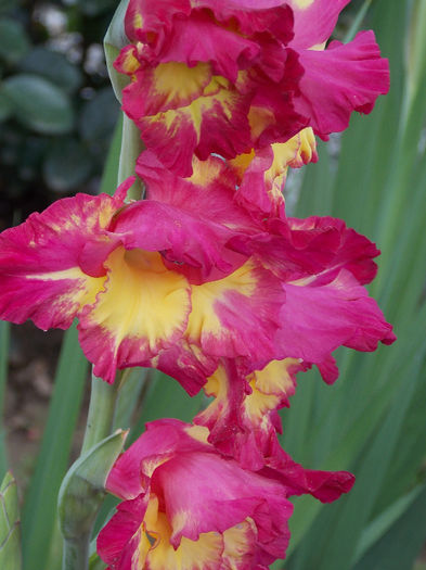 DSCN3786 - GLADIOLE 2013