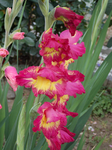 DSCN3787 - GLADIOLE 2013