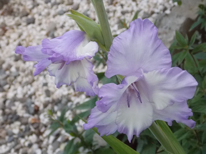 DSCN3677 - GLADIOLE 2013