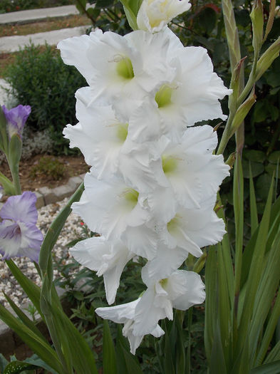 DSCN3680 - GLADIOLE 2013