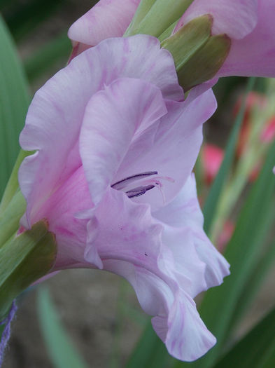 DSCN4853 - GLADIOLE 2013