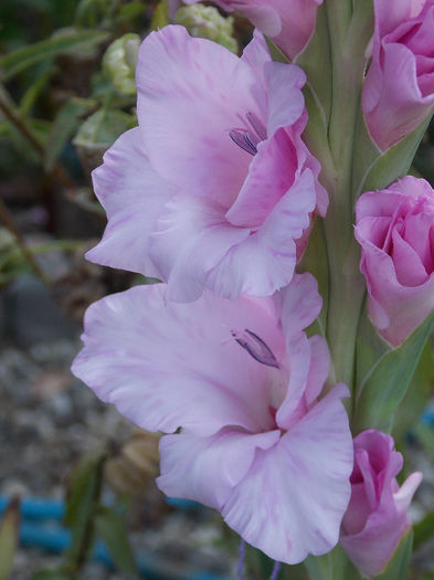 DSCN4866 - GLADIOLE 2013