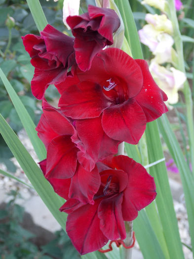 DSCN4867 - GLADIOLE 2013