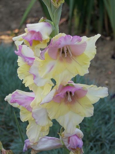 DSCN4872 - GLADIOLE 2013