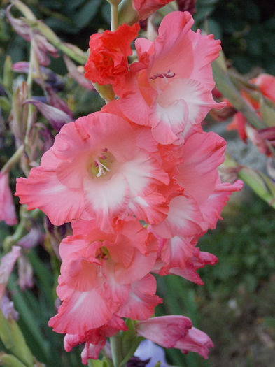 DSCN4873 - GLADIOLE 2013