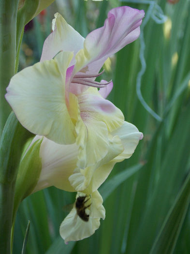 DSCN4874 - GLADIOLE 2013