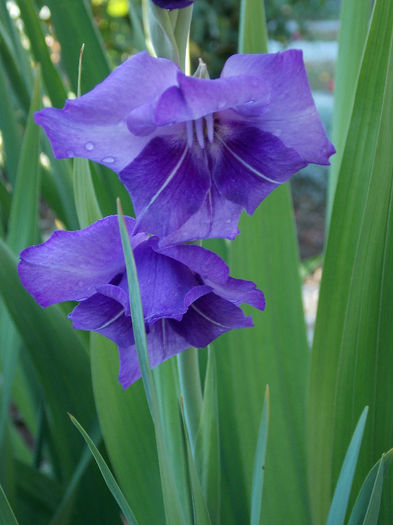 DSCN4535 - GLADIOLE 2013