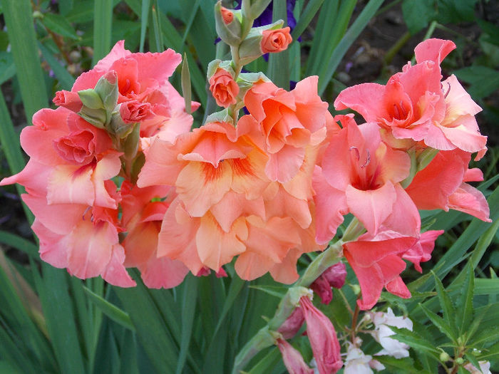 DSCN4547 - GLADIOLE 2013