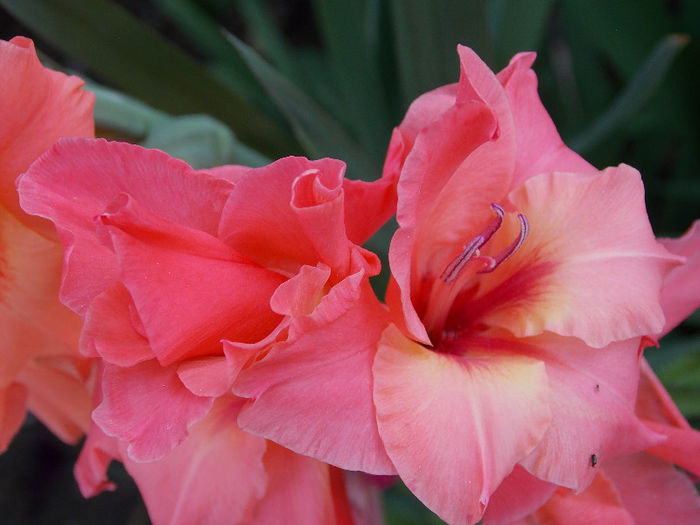 DSCN4551 - GLADIOLE 2013