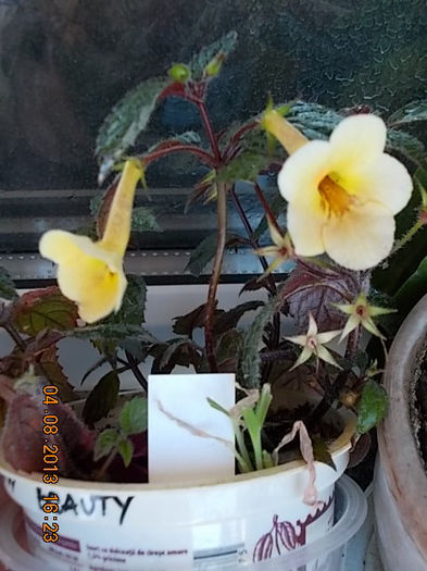 6 august 2013-flori 001