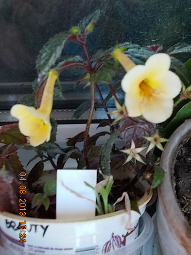 yellow beauty - achimenes