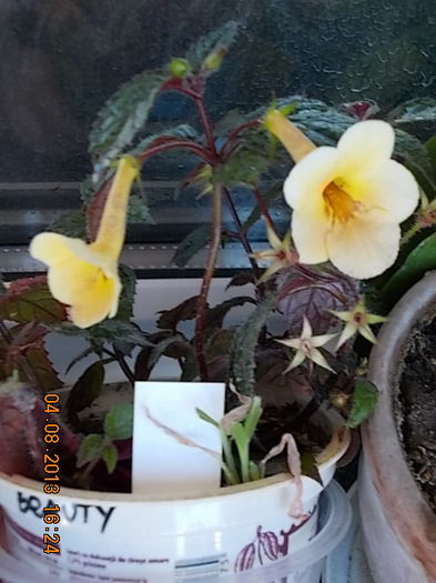 6 august 2013-flori 003 - achimenes