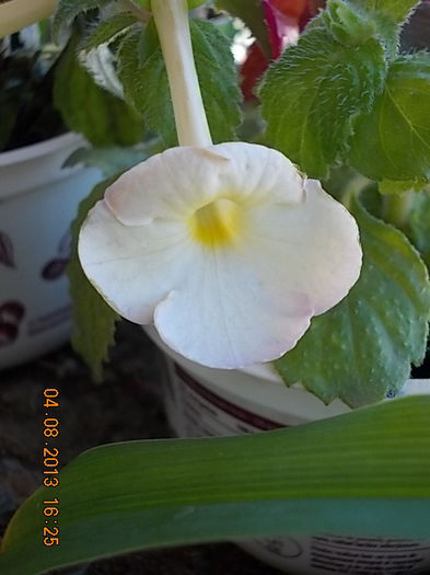 6 august 2013-flori 016