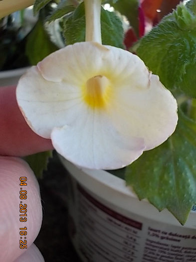 6 august 2013-flori 019 - achimenes