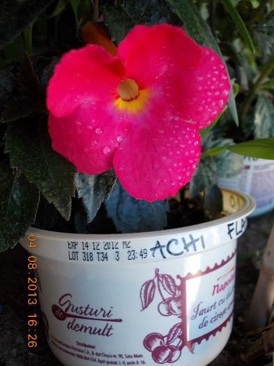 6 august 2013-flori 024 - achimenes