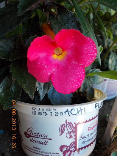 6 august 2013-flori 026 - achimenes