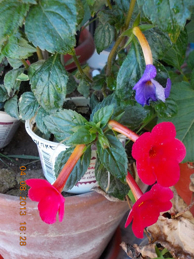 6 august 2013-flori 043