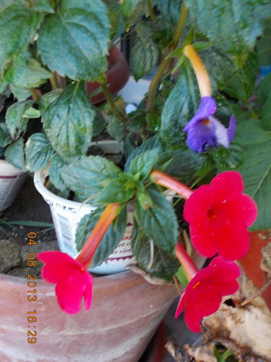 orange delight - achimenes