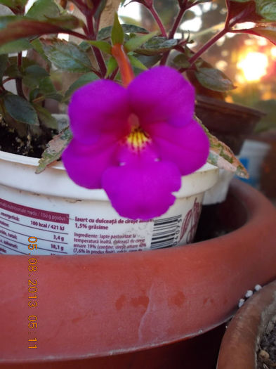 6 august 2013-flori 046 - achimenes