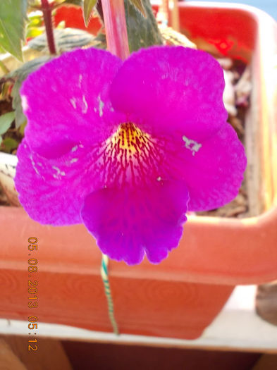 6 august 2013-flori 049