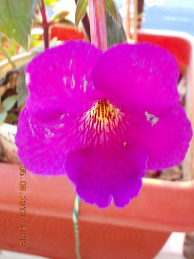 ? - achimenes
