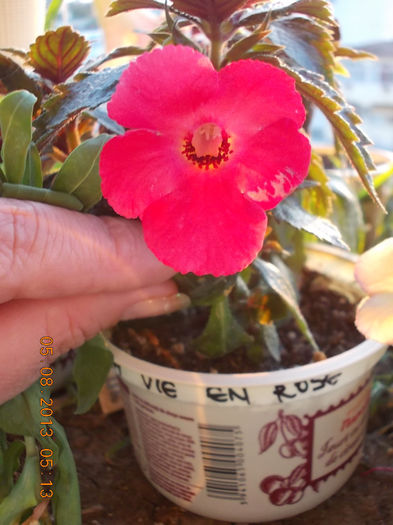 6 august 2013-flori 052 - achimenes