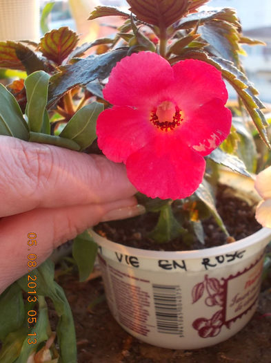 vie en rose - achimenes