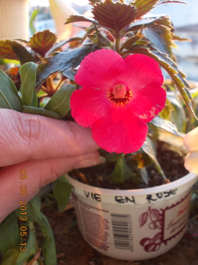 6 august 2013-flori 054 - achimenes