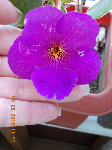 ? - achimenes