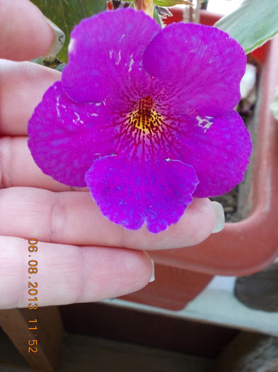 6 august 2013-flori 060 - achimenes