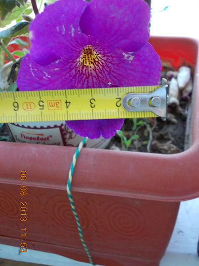 6 august 2013-flori 061