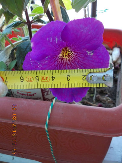 floarea are 6 cm ! - achimenes