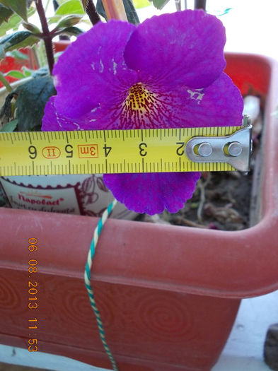 6 august 2013-flori 063 - achimenes