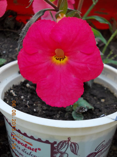 6 august 2013-flori 066 - achimenes