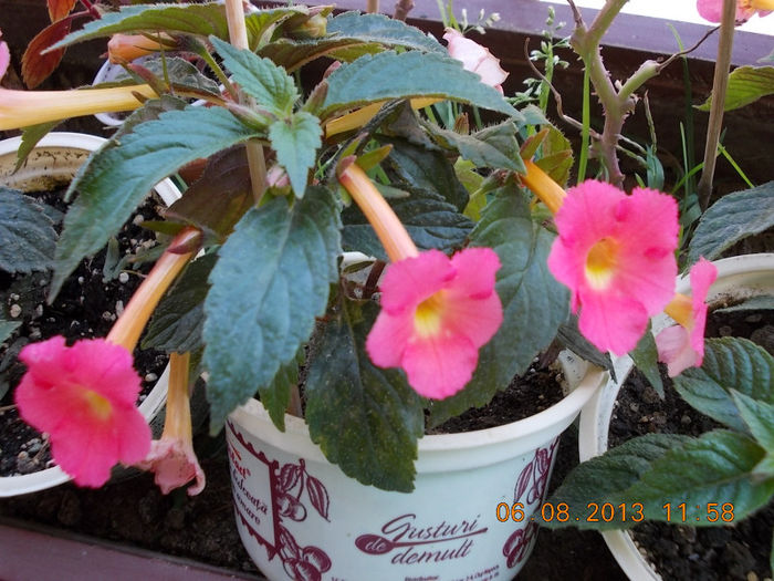 6 august 2013-flori 096 - achimenes