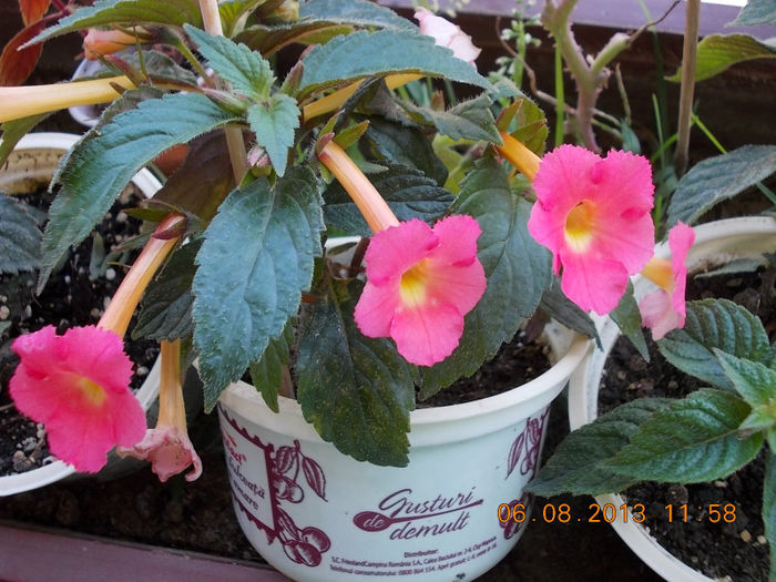 peach glow - achimenes