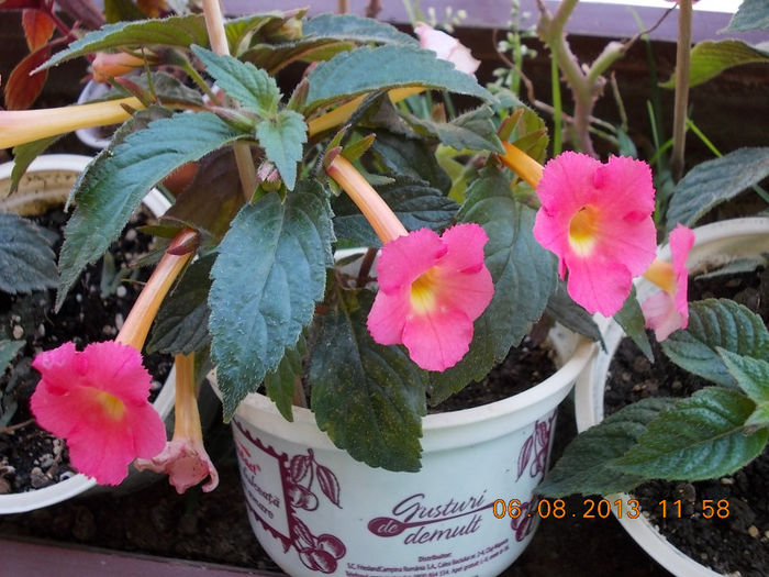 6 august 2013-flori 098