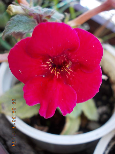 petit fadette - achimenes