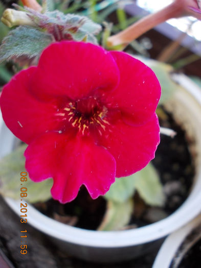 6 august 2013-flori 102 - achimenes