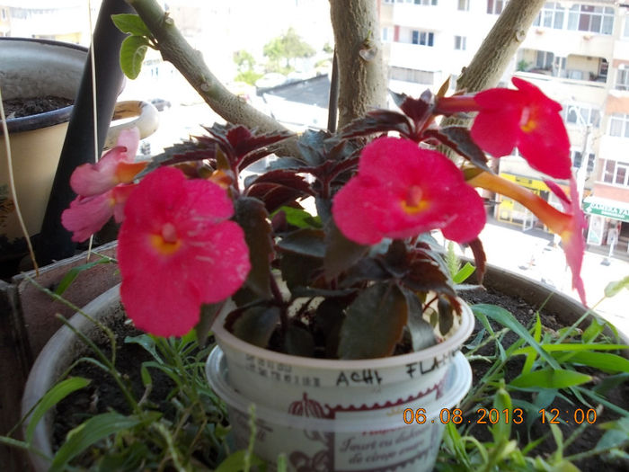 6 august 2013-flori 106 - achimenes